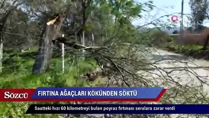 Fırtına ağaçları kökünden söktü, seralara zarar verdi