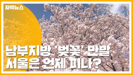 [자막뉴스] 남부지방 '벚꽃' 만발...서울은 언제 피나? / YTN