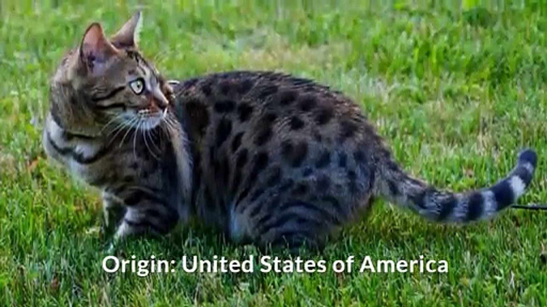 Bengal cat (Cat breed)