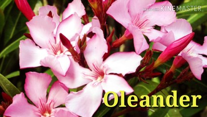 Flowers name for kids in english