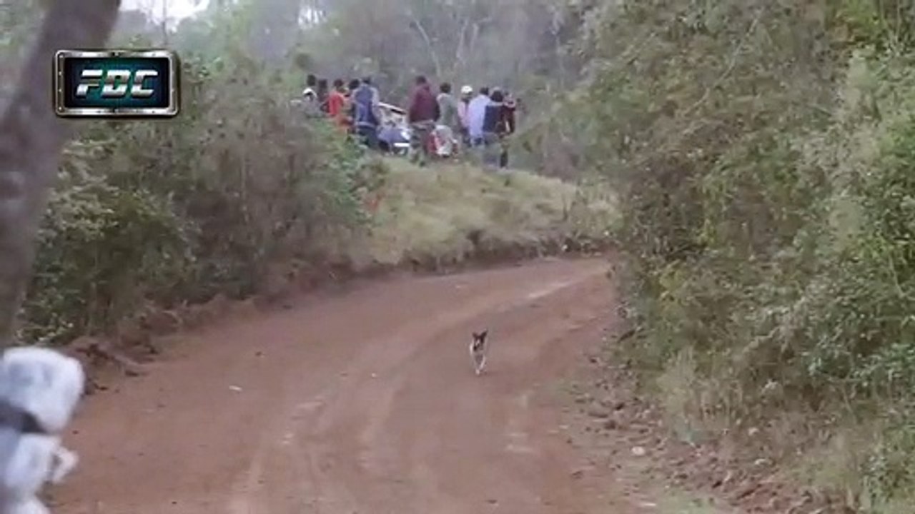 Best  Animal Funny video 2019