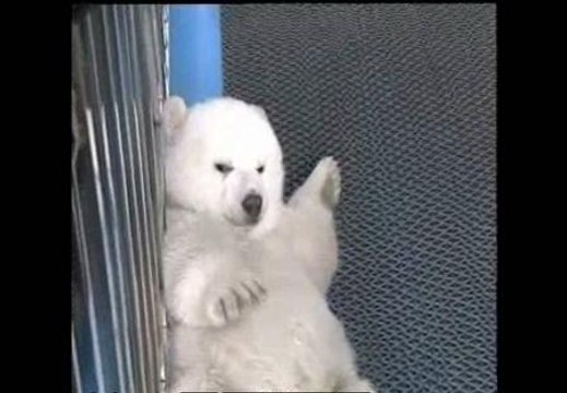 Un zoológico chino presenta a sus nuevos inquilinos, dos cachorros de oso polar