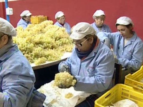 Los españoles disfrutarán de las mejores uvas