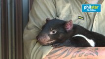 Tasmanian Devils fight back against deadly disease