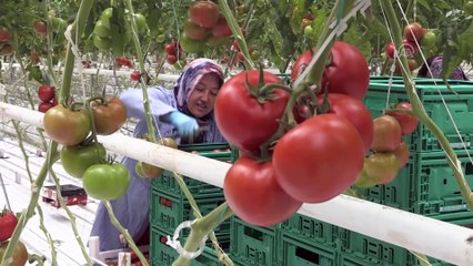 Teknolojik serada üretilen domatesler Avrupa'ya satılıyor - AFYONKARAHİSAR