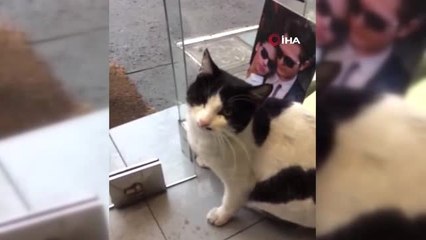 Patisiyle Kapıyı Açan Kedi Fenomen Oldu
