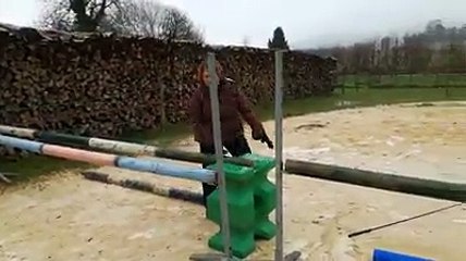 Meuse  Aston, le taureau qui se prend pour un cheval de saut dobstacles(1)