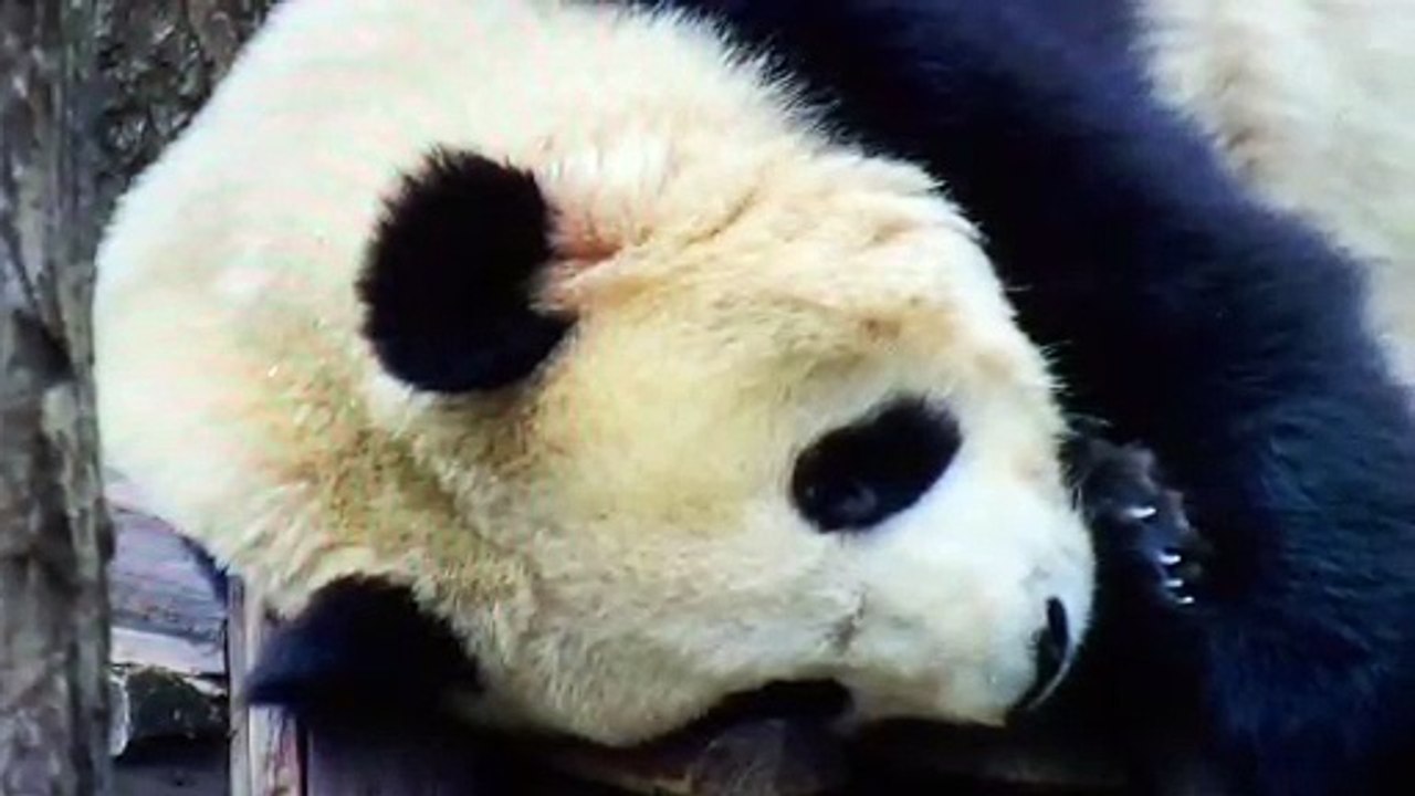 Close to see panda sleep