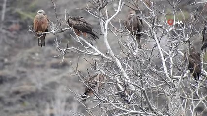 Bir Anda Gökyüzünü Sardılar...gümüşhane'de İlk Kez Görüntülendiler