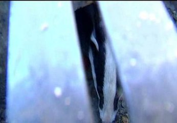 Un tejón lleva 6 meses atrapado en una alcantarilla de la localidad de Manuel