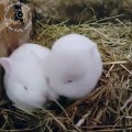 Des bébés lapins se font de gros câlins. Trop cute !