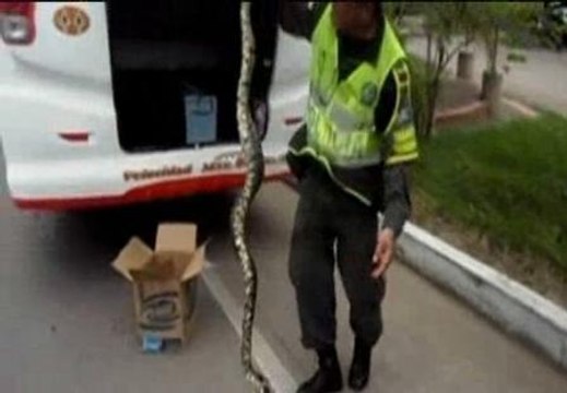 Encuentran una boa de dos metros de largo en un autobús en Colombia