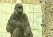 El bebé gorila del Zoo de Madrid busca nombre