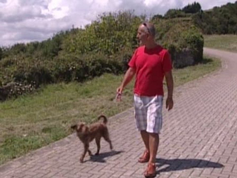 Multa de 901 euros por pasear al perro en la playa