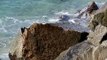 Una alga en las playas del Maresme complica las vacaciones a los turistas