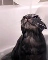 Ce chaton trop mignon prend tranquillement sa première douche. Surprenant !