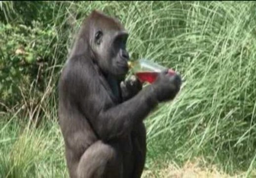 El Zoo de Londres se refresca