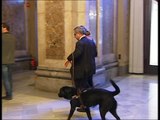 Intentan robar el perro a un diputado