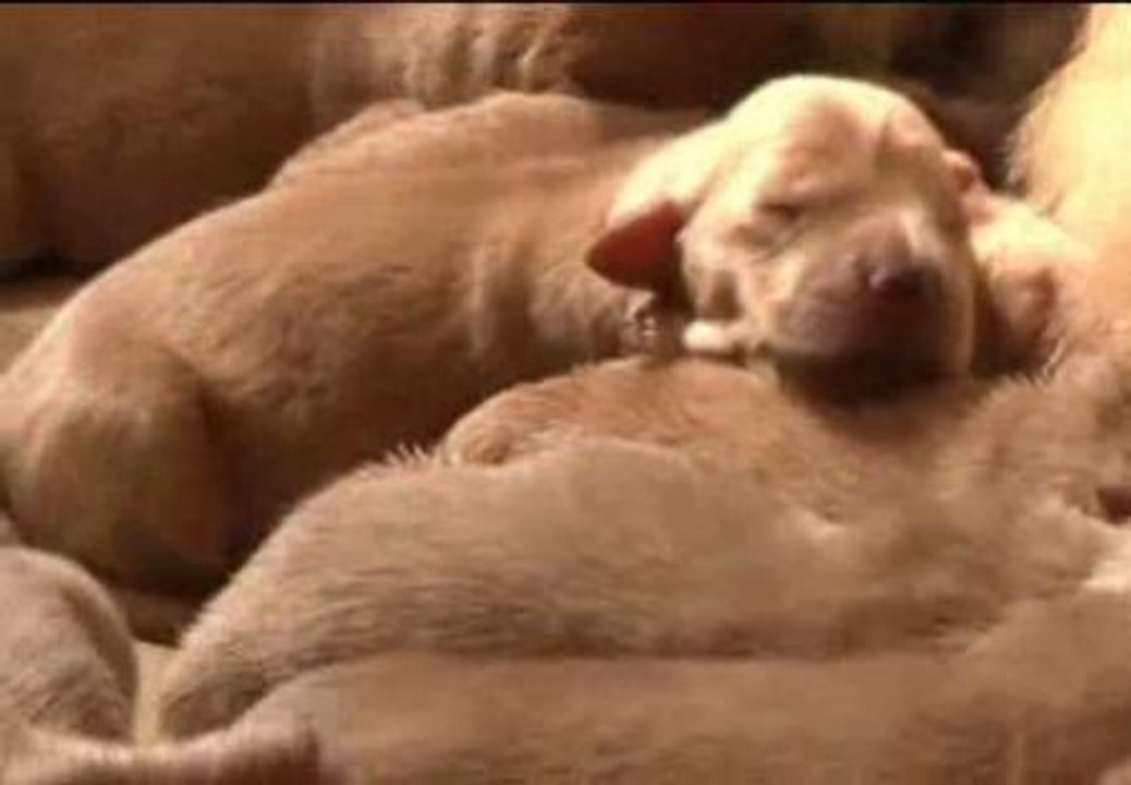 Nacen en China 13 'cachorros-policía'