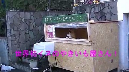 Cet adorable chien tient son propre stand de patates douces au Japon