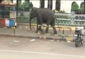 Dos elefantes hambrientos siembran el pánico en India