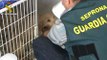 Siete detenidos por falsificar documentos de importación de perros