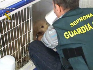 Siete detenidos por falsificar documentos de importación de perros