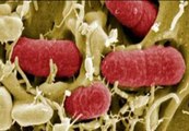 Los expertos descartan que la bacteria E.Coli pueda propagarse a otros países
