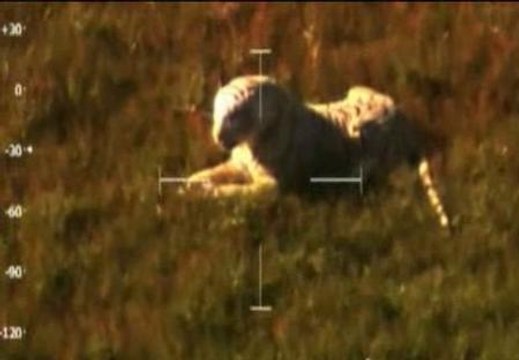 Un peluche desata el pánico en Reino Unido