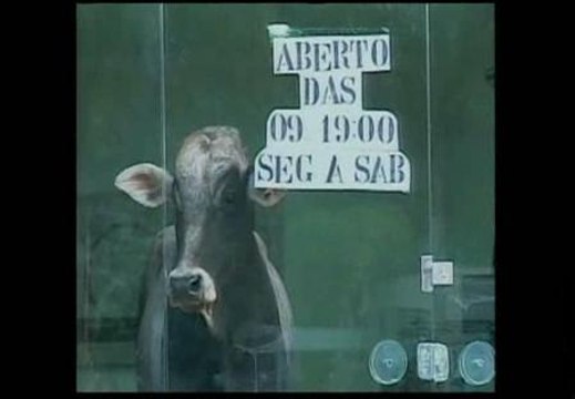 Una res sobrevive a un accidente y se atrinchera en una tienda de ropa