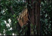 Los indigentes de Sao Paulo encuentran refugio en las copas de los árboles