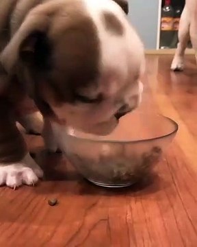 Ce chien a une drôle de réaction quand on lui donne à manger. Trop chou !