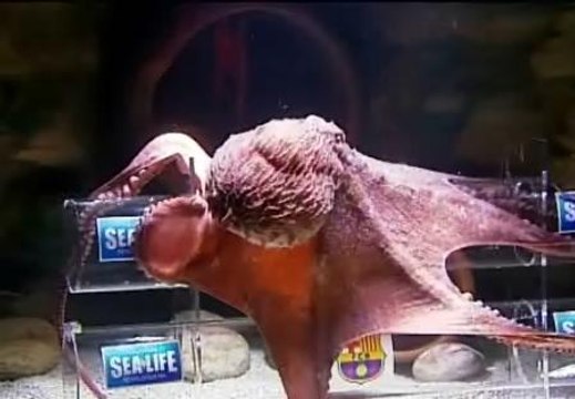 El pulpo Iker vaticina una victoria del Madrid