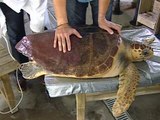 Programa de estimulación ovárica en tortugas