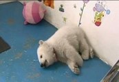 Sobreviven dos osos polares