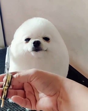 Lorsqu'on taille la fourrure d'un chihuahua, voici ce que ça donne. Trop cute !