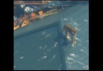 Un perro sobrevive 21 días a la deriva en Japón