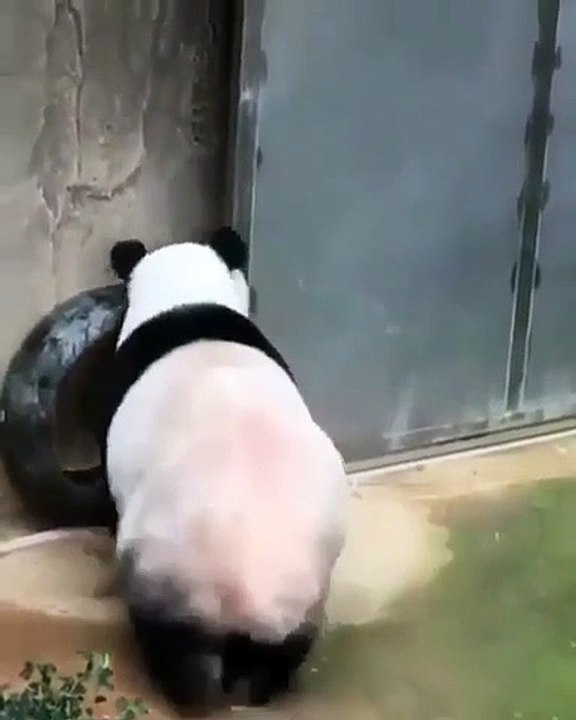 Quand des pandas jouent à cache-cache, c'est à mourir de rire !