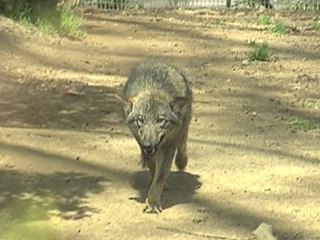 Recuperan a las lobas que se habían escapado