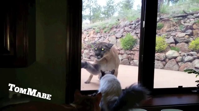 Ce chat veut aller jouer avec un puma... Courageux