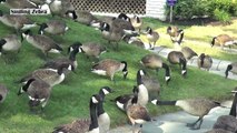 Quand des centaines d'oies envahissent une rue au Canada