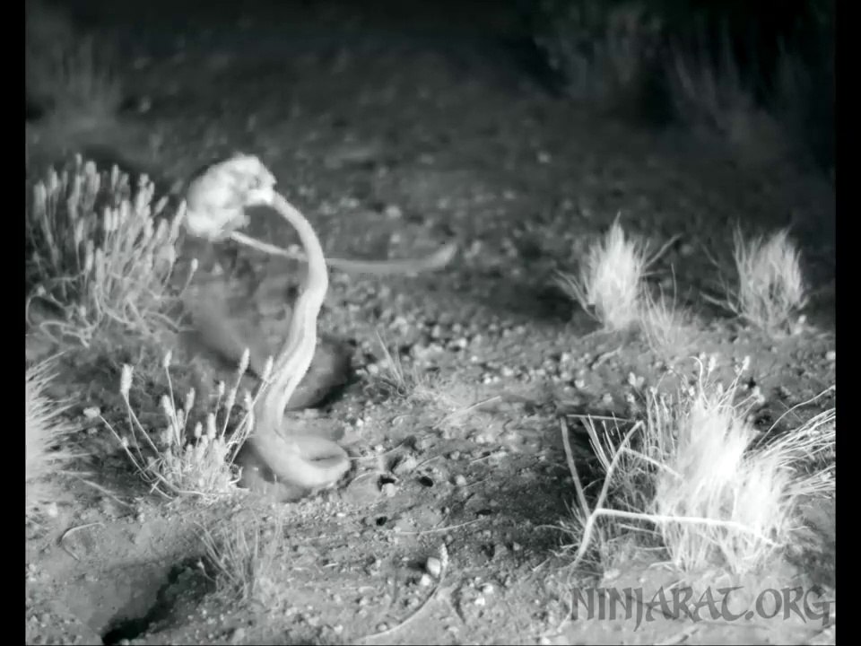 Ce rat évite la morsure d'un serpent d'une façon géniale...