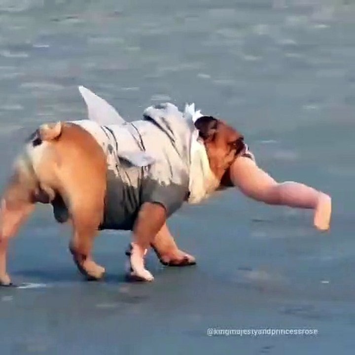 Ce chien a ramassé la jambe d'une poupée et il en est très fier. Hilarant !