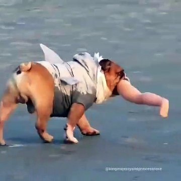 Ce chien a ramassé la jambe d'une poupée et il en est très fier. Hilarant !