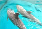 Cuatro delfines procedentes de Japón 'sanos y salvos'