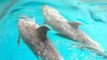 Cuatro delfines procedentes de Japón 'sanos y salvos'