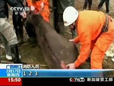 Rescatan a un búfalo en apuros