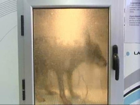 Un spa perros, porque ellos también sufren