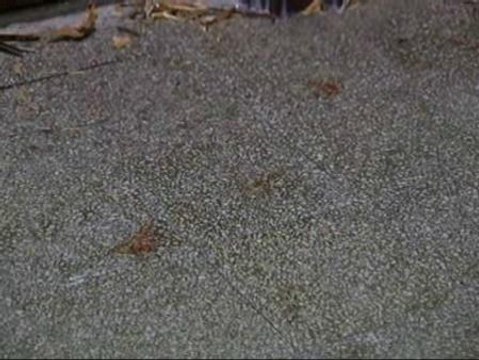 Una mujer muere acuchillada en Barcelona