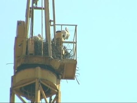 Un horizonte de grúas en Lleida colonizado por cigüeñas